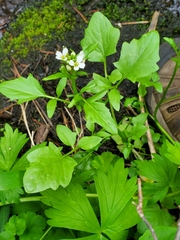 Cardamine breweri