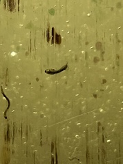 Simuliidae