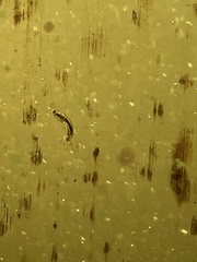 Simuliidae