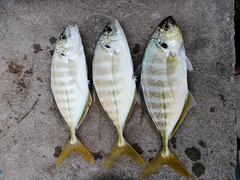 Caranx vinctus