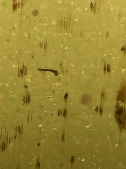 Simuliidae