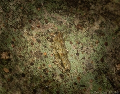 Metrioglypha phyllodes