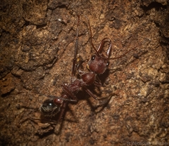 Myrmecia comata