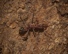 Myrmecia comata