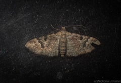 Chloroclystis embolocosma