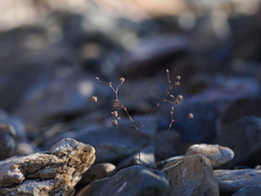 Nemacladus inyoensis
