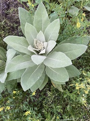 Verbascum