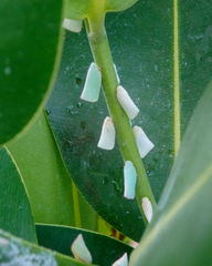 Sanurus