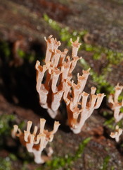 Artomyces austropiperatus