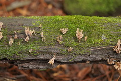 Artomyces austropiperatus