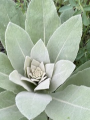 Verbascum