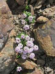 Noccaea rotundifolia
