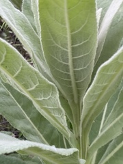 Verbascum