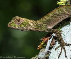 Enyalius iheringii