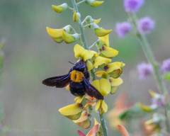 Xylocopa aestuans