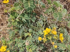 Senna bauhinioides