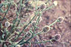 Pterocaulon sphacelatum