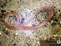 Phimophis guianensis