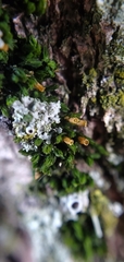 Orthotrichum pusillum