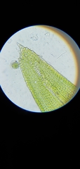Orthotrichum pusillum