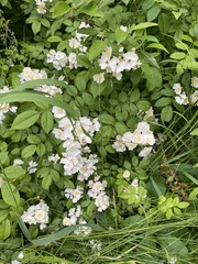 Rosa multiflora