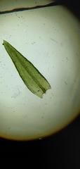 Orthotrichum pusillum