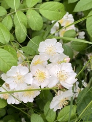 Rosa multiflora