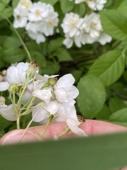 Rosa multiflora