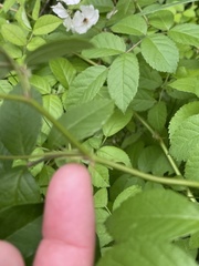 Rosa multiflora