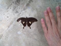 Papilio helenus