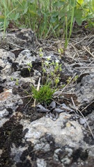 Sabulina dawsonensis