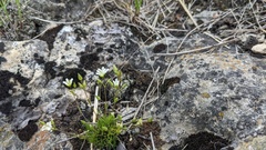 Sabulina dawsonensis