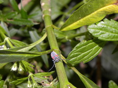 Tetraopes discoideus