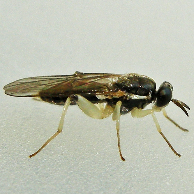 Solva pallipes