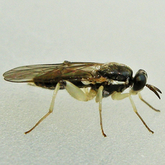 Solva pallipes
