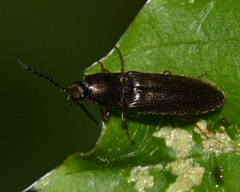 Limonius quercinus