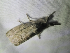 Dasychira atrivenosa