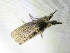 Dasychira atrivenosa