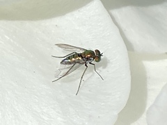 Condylostylus longicornis