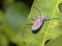 Tetraopes discoideus
