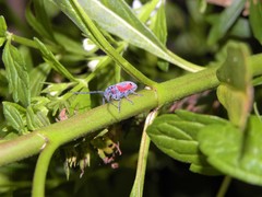 Tetraopes discoideus