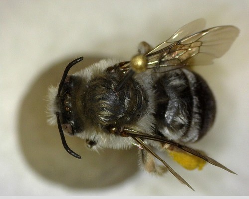 iNaturalist observation photo of Apine Bees