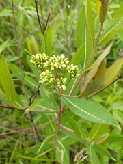 Apocynum cannabinum