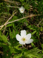 Anemonastrum canadense