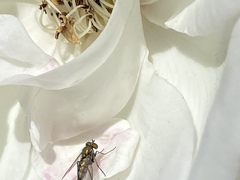 Condylostylus longicornis