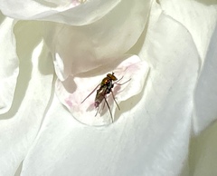 Condylostylus longicornis