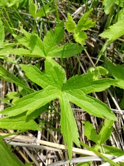 Anemonastrum canadense