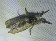 Dasychira atrivenosa