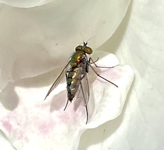 Condylostylus longicornis