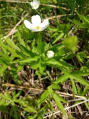 Anemonastrum canadense